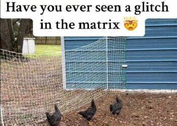 حقق 24 مليون مشاهدة.. دجاج يتصرف بغرابة ويقف كالتماثيل فجأة!