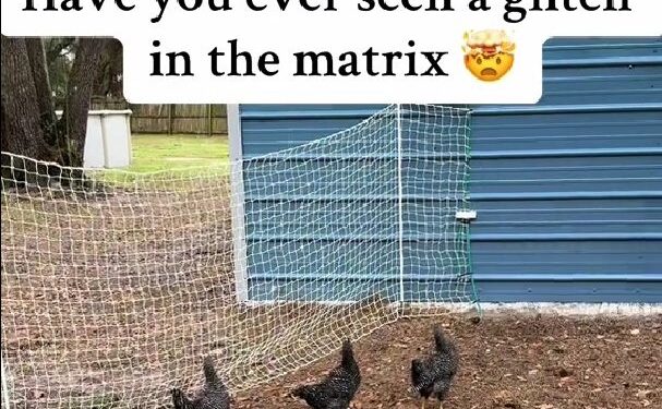 حقق 24 مليون مشاهدة.. دجاج يتصرف بغرابة ويقف كالتماثيل فجأة!