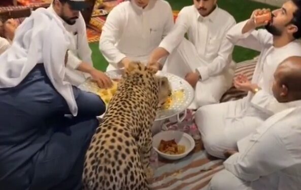 نمر في السعودية