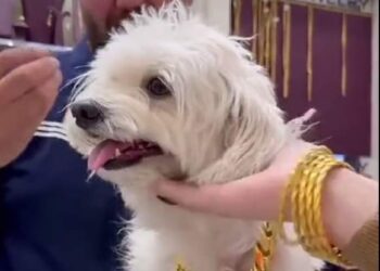 عراقية تهدي كلبها “كوكو” قلادة من الذهب التركي بـ13 مليون دينار بمناسبة عيد ميلاده 