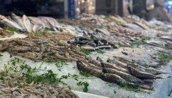 أسعار الأسماك