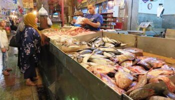 أسعار السمك اليوم