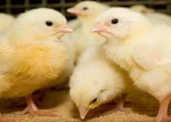 بورصة الدواجن تكشف عن أسعار الكتكوت الأبيض بعد ارتفاعه