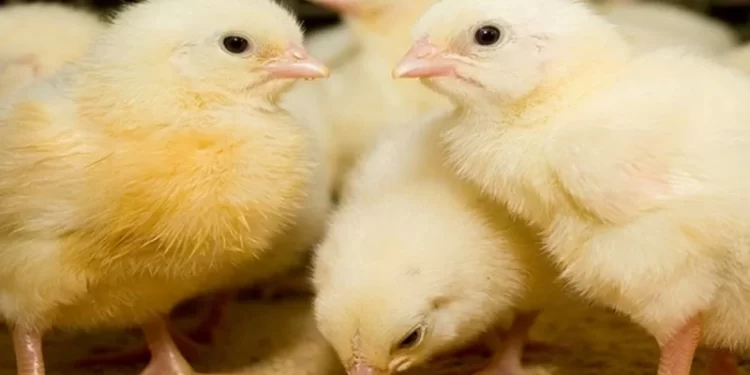 بورصة الدواجن تكشف عن أسعار الكتكوت الأبيض بعد ارتفاعه