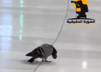 خشوع أم التواء وصرع.. حقيقة سجود حمامة في ساحة الحرم المكي