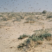 الجراد الصحراوي