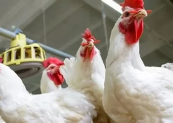 أسعار الدواجن والبيض اليوم الأربعاء 1 مايو 2024.. انخفاض كبير