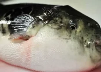 سمكة الأرنب