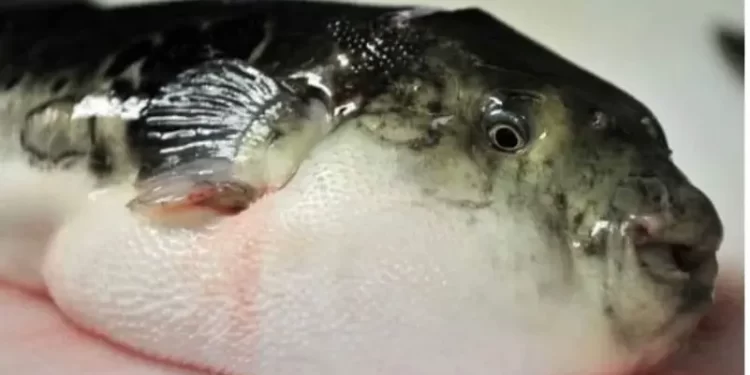 سمكة الأرنب