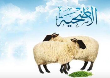 تعرف على شروط الأضحية الصحيحة المناسبة للذبح في عيد الأضحى