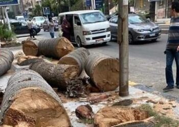 هل قطع الأشجار سببًا لارتفاع درجات الحرارة؟