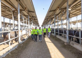 خلال عيد الأضحى.. صندوق تحيا مصر يطلق مبادرة “أضاحي” لتوزيع اللحوم على الأسر الأولى بالرعاية