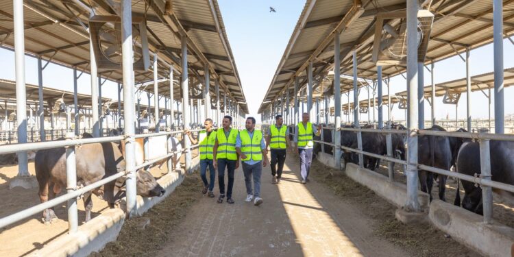 خلال عيد الأضحى.. صندوق تحيا مصر يطلق مبادرة “أضاحي” لتوزيع اللحوم على الأسر الأولى بالرعاية