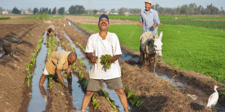 رابط اختبار اللهجة الفلاحي يتصدر محركات البحث.. ما القصة؟