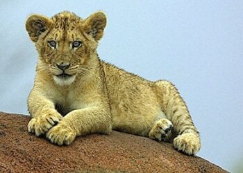 ضبط أسد و10 كلاب مختلفة أعلى سطح فيلا رجل أعمال في المعادي 