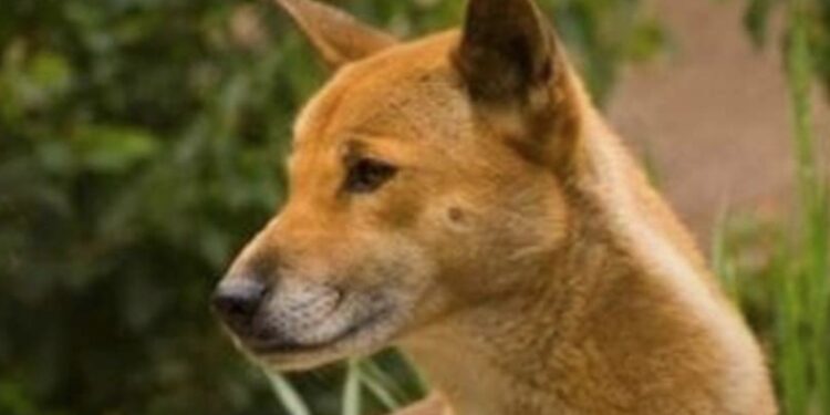 أصاب 30 شخصا.. تفاصيل هجوم كلب على المواطنين في الإسكندرية