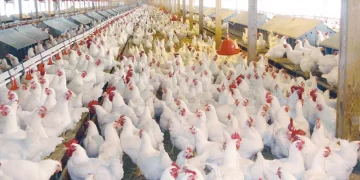 أسعار الدواجن اليوم السبت 26 أكتوبر 2024 في مصر