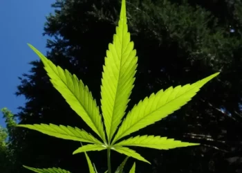 قرارات عاجلة من النائب العام بشأن ضبط 4 أفدنة مزروعة بـ البانجو في الواحات