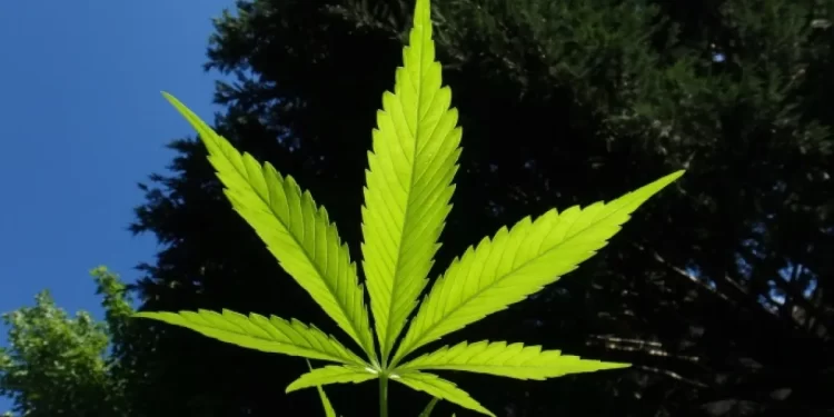 قرارات عاجلة من النائب العام بشأن ضبط 4 أفدنة مزروعة بـ البانجو في الواحات