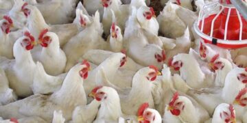 مع دخول موسم الشتاء.. النائب هشام حسين يتقدم بطلب إحاطة بشأن عدم تفعيل قانون حظر تداول الطيور والدواجن الحية