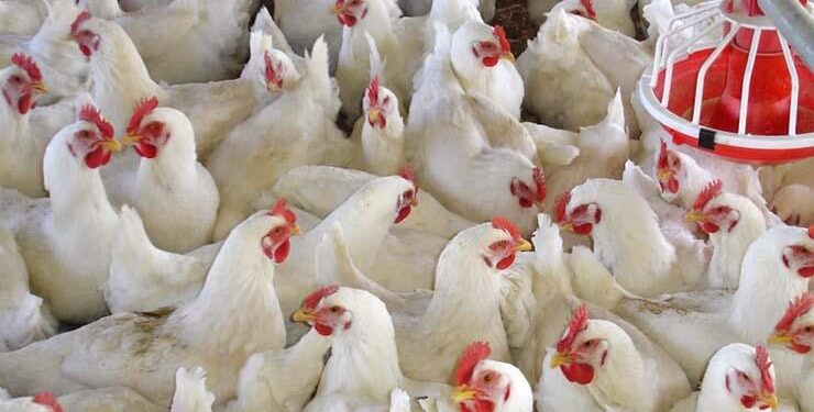 مع دخول موسم الشتاء.. النائب هشام حسين يتقدم بطلب إحاطة بشأن عدم تفعيل قانون حظر تداول الطيور والدواجن الحية