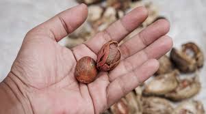 نفس تأثير الحشيش.. مخاطر تناول «جوزة الطيب» على الصحة