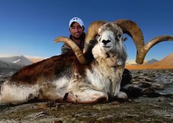 تأهب في أمريكا بسبب استنساخ خرفان نادرة من نوعية “ماركو بولو” المنقرضة وتهريبها إلى الولايات