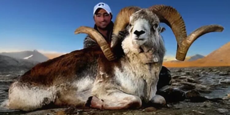 تأهب في أمريكا بسبب استنساخ خرفان نادرة من نوعية “ماركو بولو” المنقرضة وتهريبها إلى الولايات