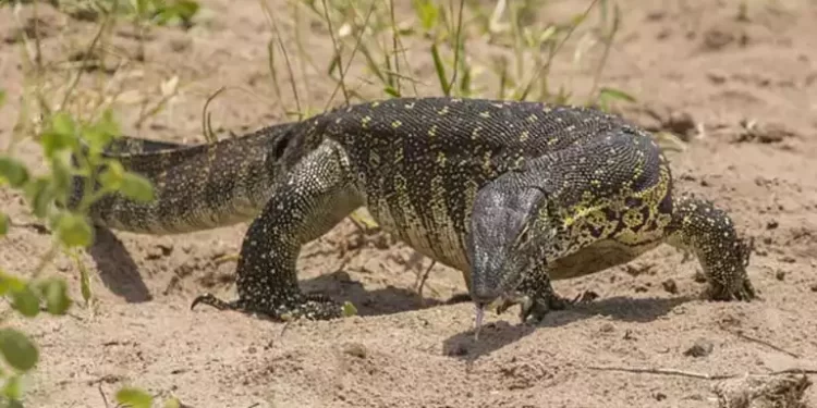 ليس شرسًا.. معلومات لا تعرفها عن حيوان ورل النيل الذي عثر عليه في البراجيل بأوسيم في الجيزة