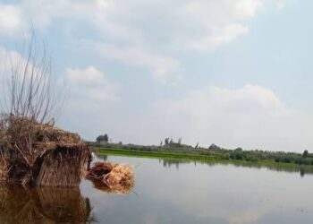 مملوكة للدولة.. الري توضح تفاصيل غرق 20 فدانًا من طرح النهر في المنوفية