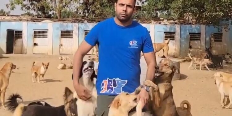 منظمة ACARF تطلب إنقاذ 250 كلب وقطة من خطر الجوع.. تبرعك قد ينقذ روحًا من الموت