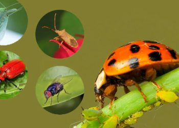 غدًا.. انطلاق مؤتمر تدشين مشروع وطني لمكافحة الآفات الزراعية بتقنية النبضات الرنينية الحيوية في البحيرة