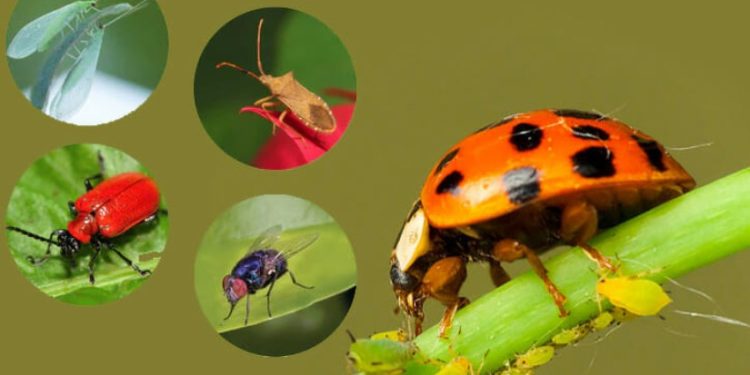 غدًا.. انطلاق مؤتمر تدشين مشروع وطني لمكافحة الآفات الزراعية بتقنية النبضات الرنينية الحيوية في البحيرة