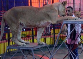 ريهام مصطفى: لا مكان للأسود في عروض السيرك بعد الآن