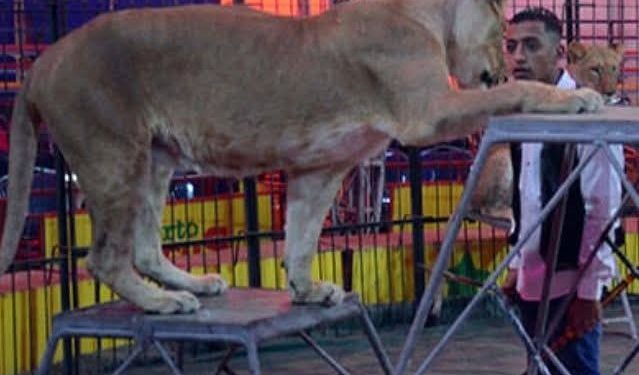 ريهام مصطفى: لا مكان للأسود في عروض السيرك بعد الآن