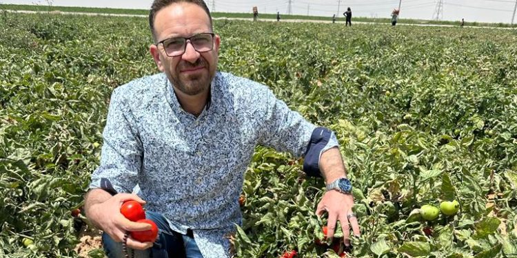 خاص.. المهندس أحمد الكومي: الطماطم في مصر آمنة 100%.. وضعف القوة الشرائية سبب انخفاض الأسعار تدريجيًا