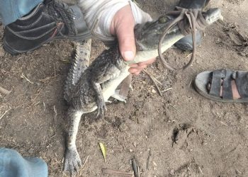 الشرقية تصطاد التمساح الهارب في “السدرة” وتستعين بـ “شيخ الصيادين” لإنهاء حالة القلق