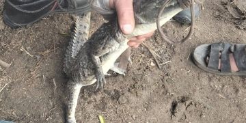 الشرقية تصطاد التمساح الهارب في “السدرة” وتستعين بـ “شيخ الصيادين” لإنهاء حالة القلق