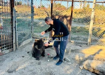 تدريب مكثف في جورجيا لخبراء مصريين استعدادًا لاستقبال الأفيال الآسيوية بالجيزة