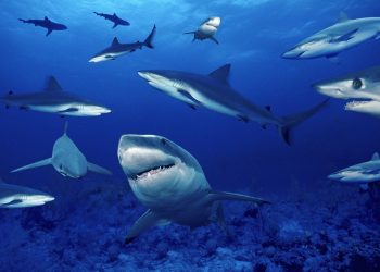 البيئة: 25 ألف دولار لكل قرش.. البحر الأحمر يحوّل القروش إلى أبطال اقتصاديين