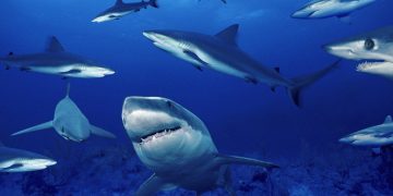 البيئة: 25 ألف دولار لكل قرش.. البحر الأحمر يحوّل القروش إلى أبطال اقتصاديين