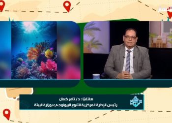 مصر تتألق بالكريسماس ورأس السنة.. مدن سياحية في عُرس مبهر