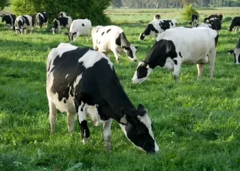  الزراعة تنفي نفوق 500 رأس ماشية.. وتحذر: التقاعس عن التحصين سبب الإصابة