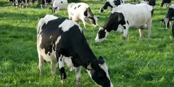 الزراعة تنفي نفوق 500 رأس ماشية.. وتحذر: التقاعس عن التحصين سبب الإصابة