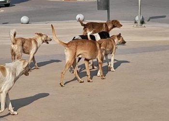 أسباب تفاقم ظاهرة الكلاب الضالة في مصر