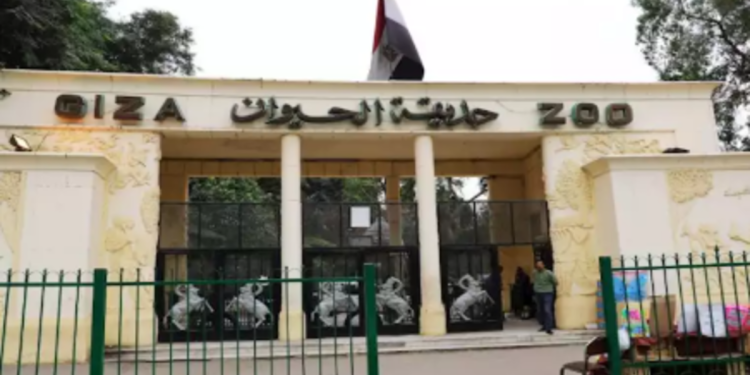 عودة “جنينة الحيوانات”.. قرار بتغيير اسم حديقة الحيوان.. واستقدام فصائل نادرة للمرة الأولى