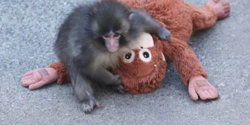 لغز ارتباط القرد الياباني الشهير بعدما رفضته أمه ورفاقه