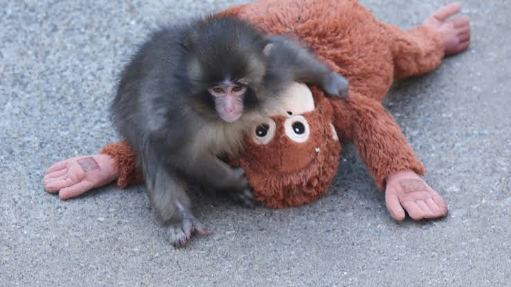 لغز ارتباط القرد الياباني الشهير بعدما رفضته أمه ورفاقه