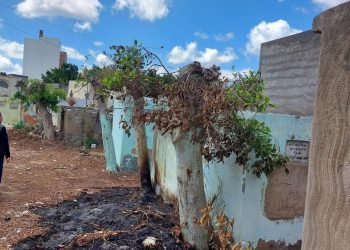 لجنة الوفد بكفر الشيخ تندد بـ “مذبحة الأشجار” في منطقة مقابر مطوبس