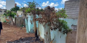 لجنة الوفد بكفر الشيخ تندد بـ “مذبحة الأشجار” في منطقة مقابر مطوبس